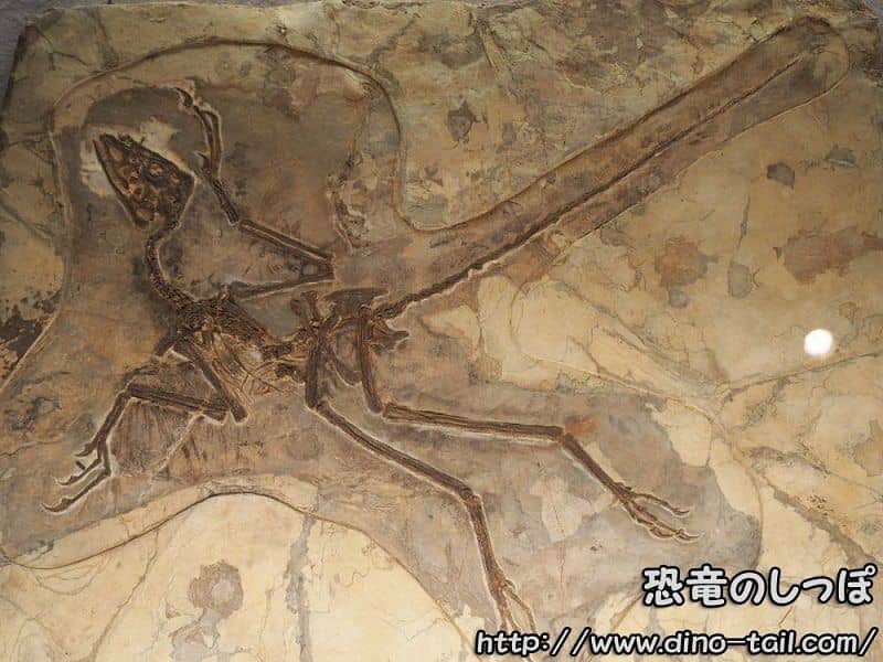 Esqueleto fósil completo de Anchiornis