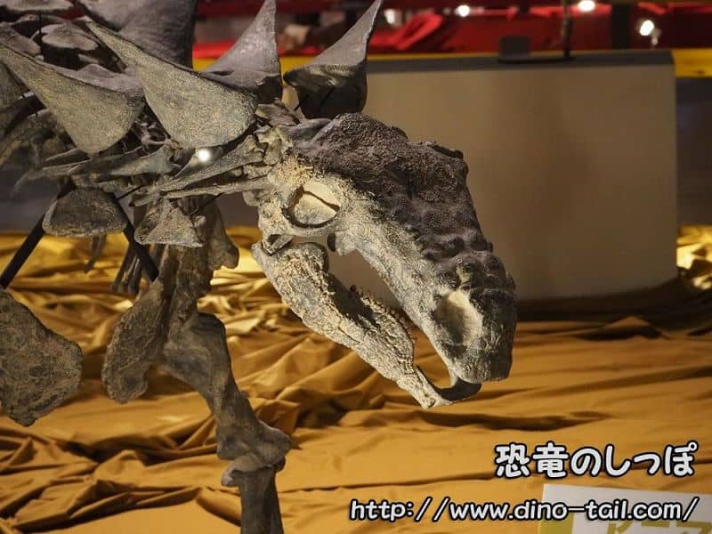 Cráneo fósil de Animantarx