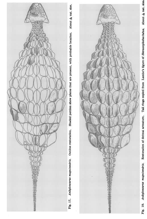 Diagrama del esqueleto de Ankylosaurus (1908)