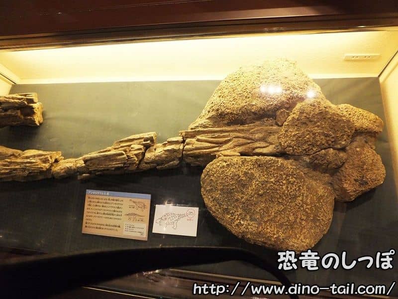 Fósil del mazo caudal de Ankylosaurus