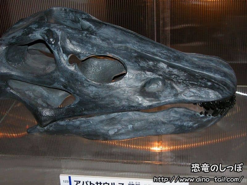 Cráneo fósil de Apatosaurus
