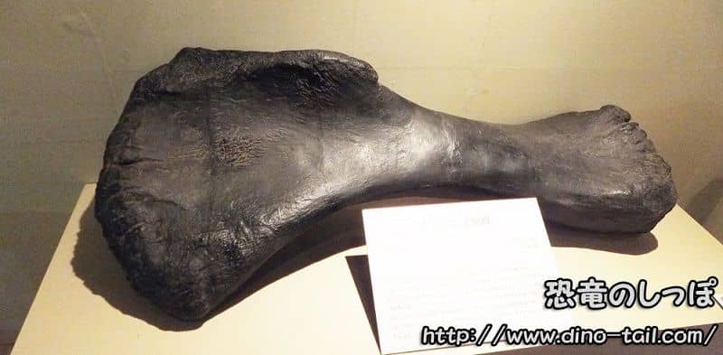 Húmero fósil de Apatosaurus