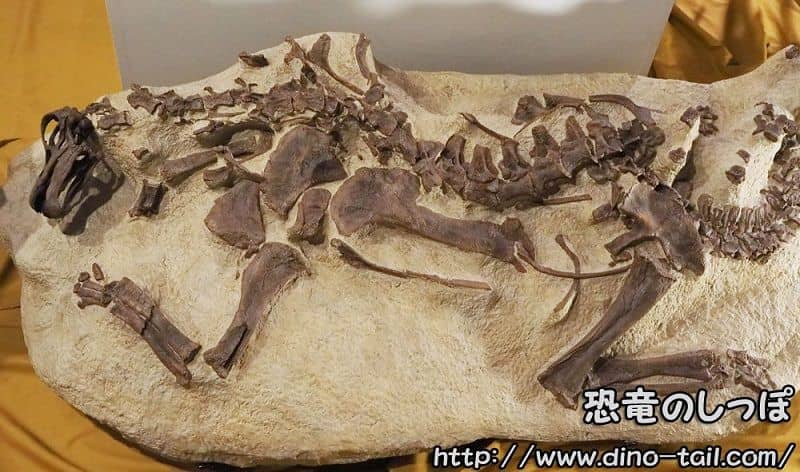 Fósil juvenil de Apatosaurus