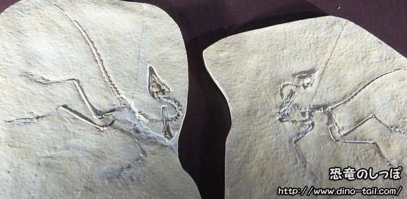 Espécimen de Eichstätt (JM 2257)-Jurapteryx