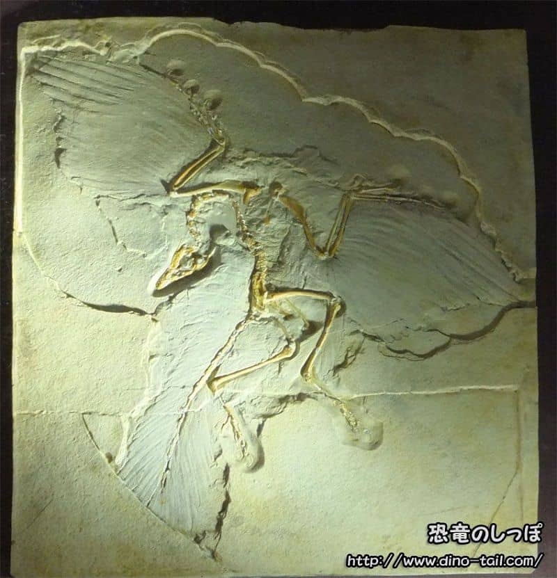 Fósil de Archaeopteryx | Ave Primigenia