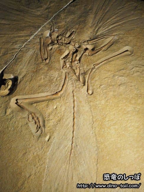 Fósil de Archaeopteryx (Espécimen de Londres) BMNH 37001