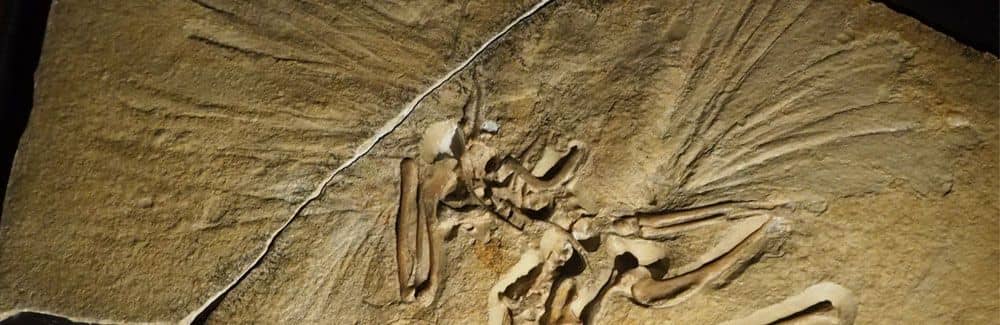 Archaeopteryx | Ave Primigenia