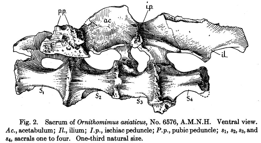 Artículo que describe el fósil como Ornithomimus