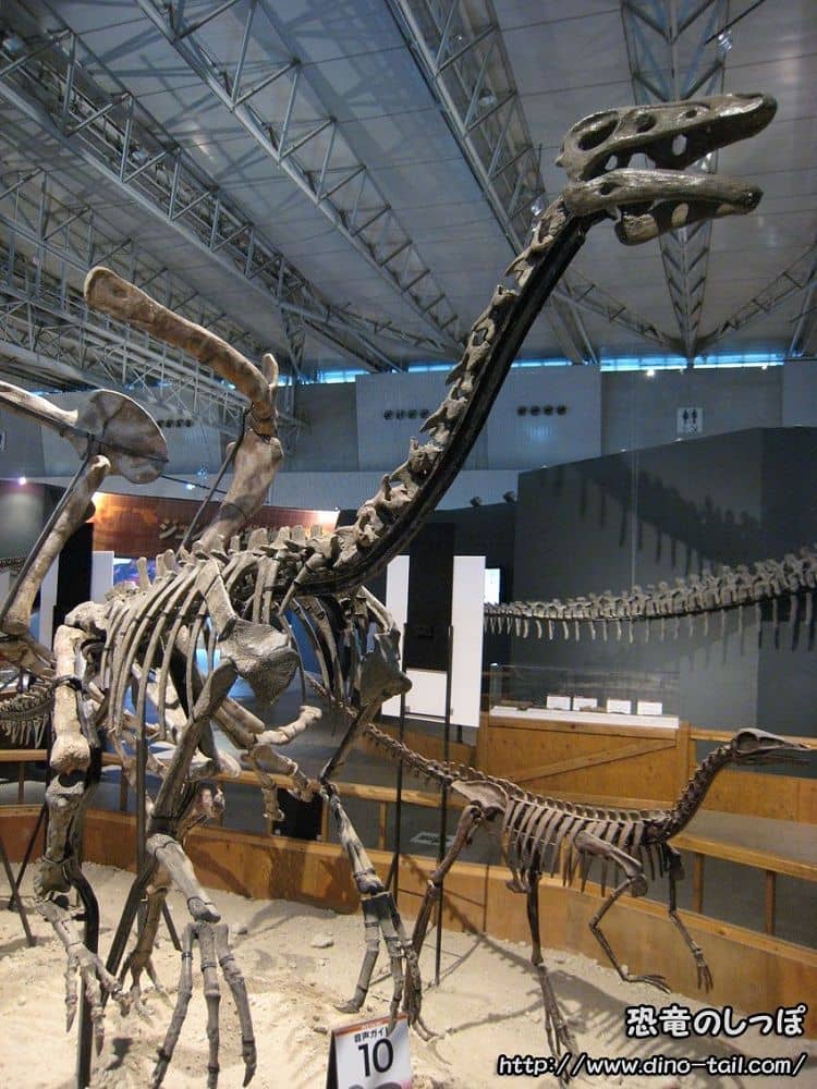 Esqueleto fósil de Archaeornithomimus