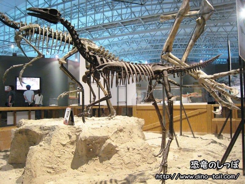 Esqueleto fósil de Archaeornithomimus