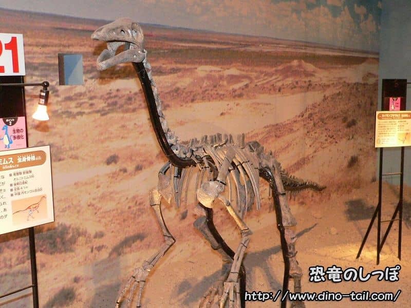 Esqueleto fósil de Archaeornithomimus