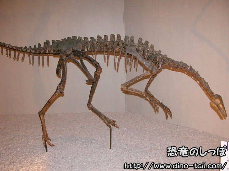 Esqueleto fósil de Archaeornithomimus