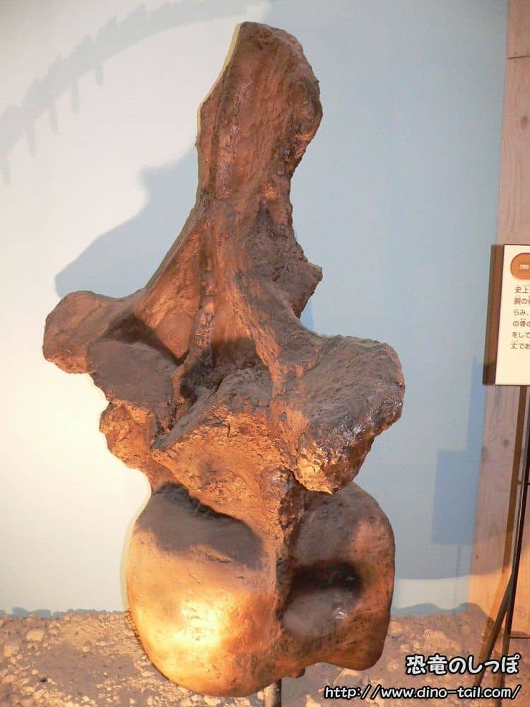 Fósil de vértebra dorsal de Argentinosaurus