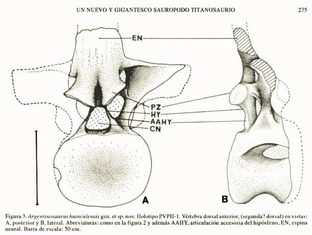 Dibujo de vértebra de Argentinosaurus - extracto del artículo original