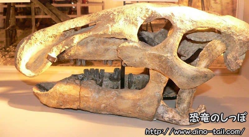 Cráneo de Bactrosaurus