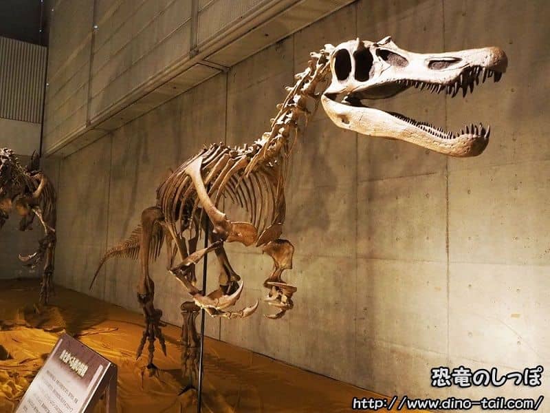 Esqueleto fósil de Baryonyx