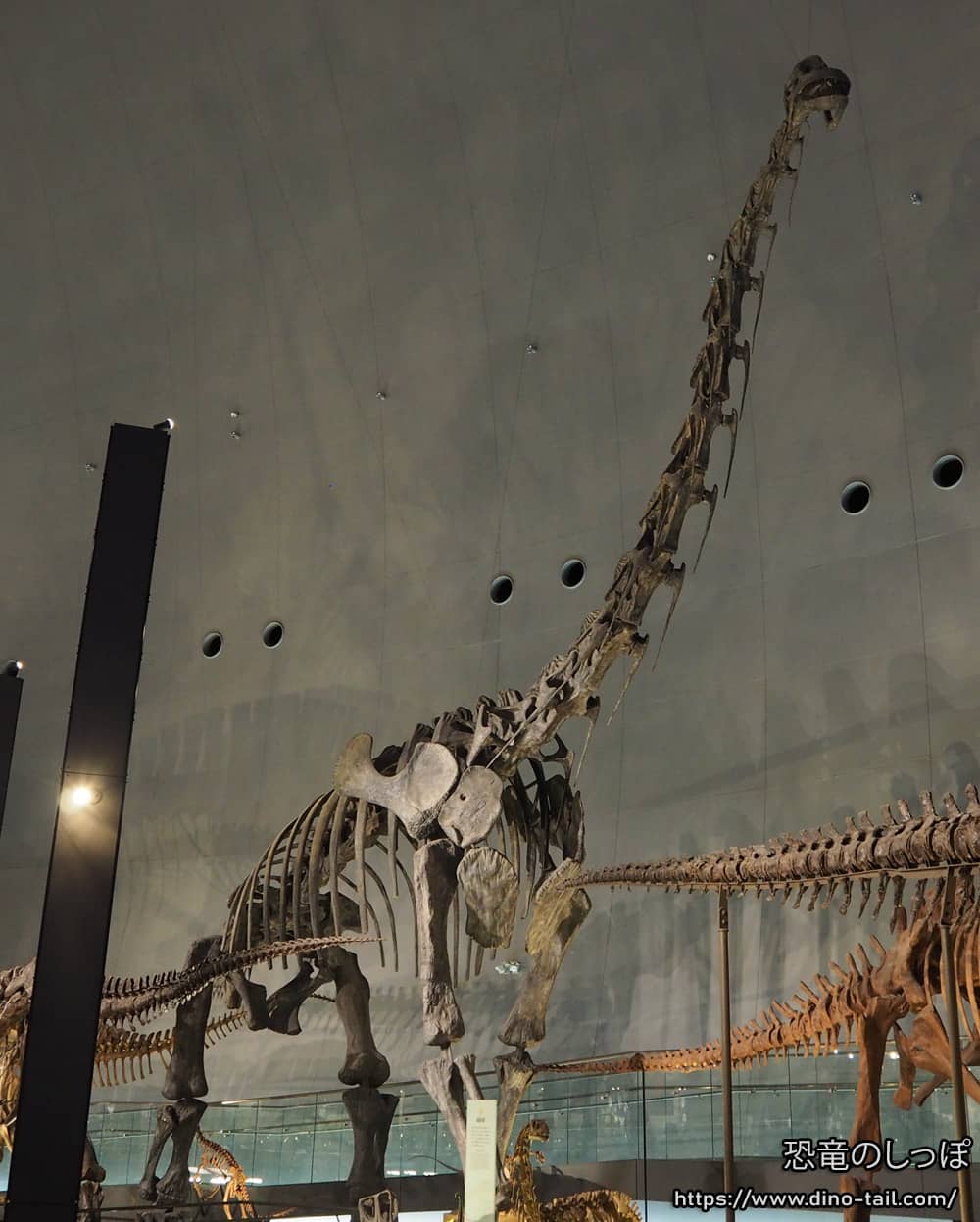 Esqueleto fósil de Brachiosaurus