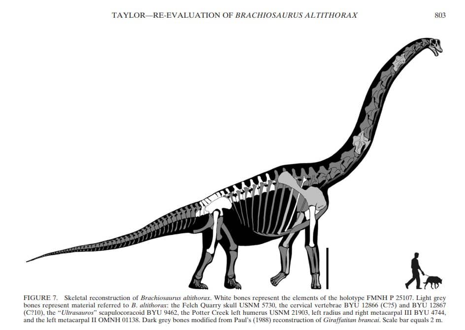 Reconstrucción esquelética de Brachiosaurus y Giraffatitan (2009)