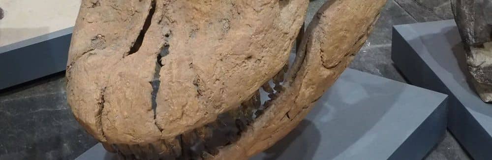 Galería de Brachiosaurus