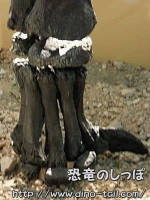 Pata delantera derecha de Camarasaurus