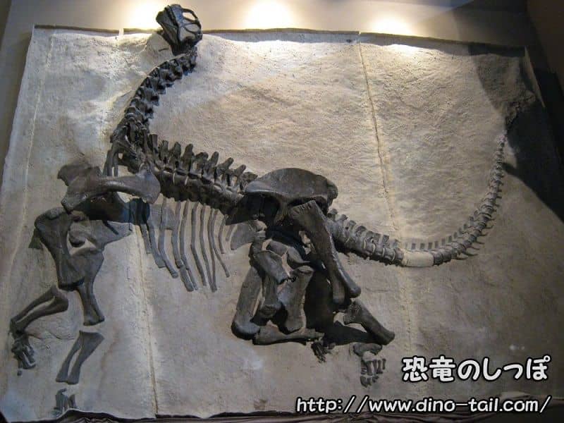 Esqueleto fósil de Camarasaurus