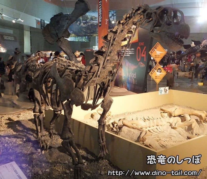 Esqueleto fósil de Camarasaurus