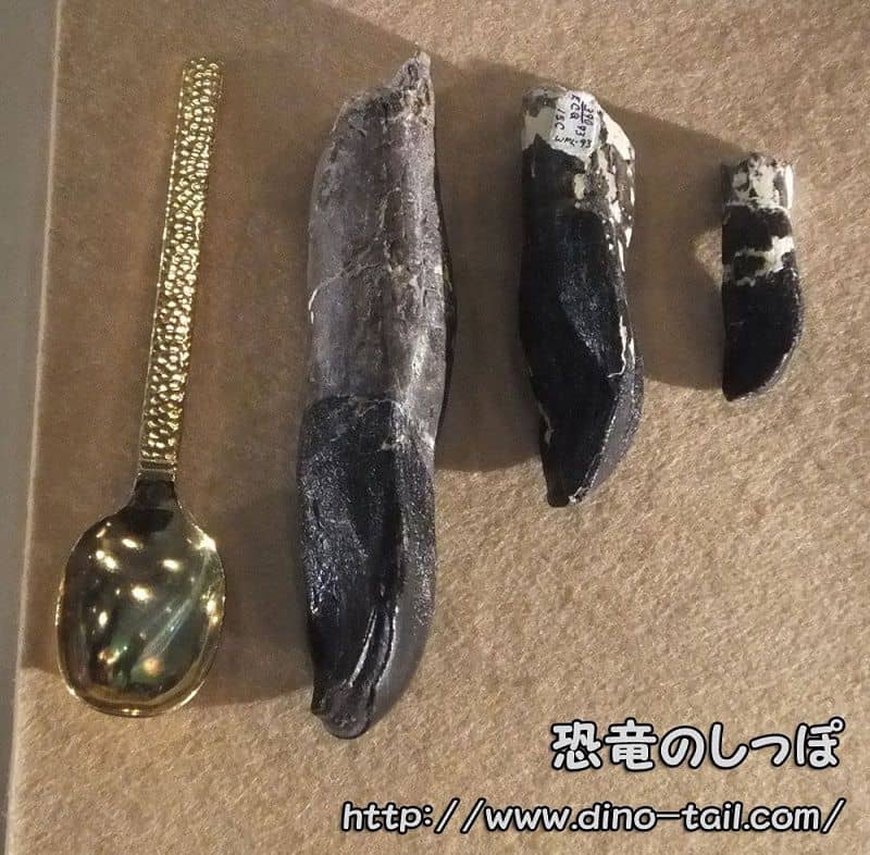 Diente fósil de Camarasaurus