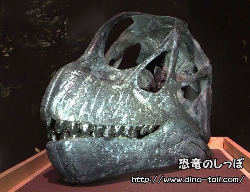 Cráneo fósil de Camarasaurus