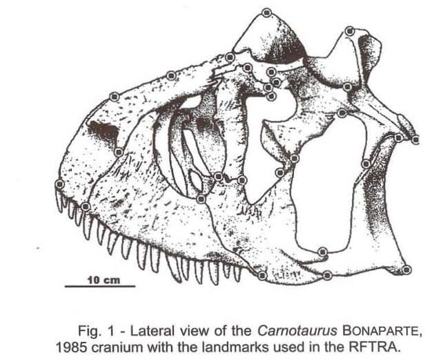 Dibujo del cráneo de Carnotaurus (1998)