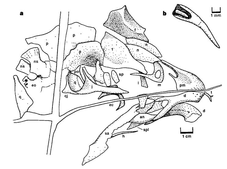 Dibujo del cráneo publicado en el artículo original