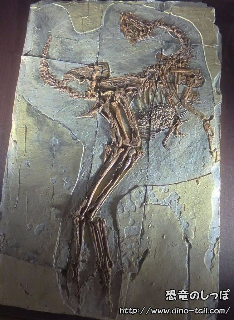 Esqueleto fósil de Caudipteryx