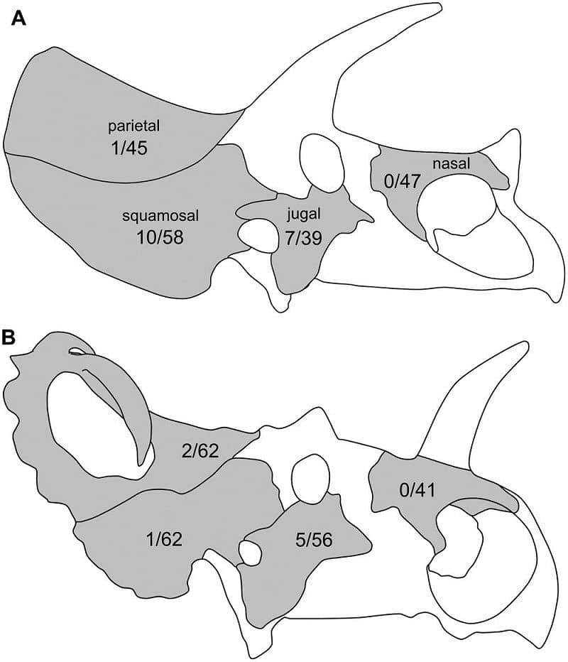Dibujo de cráneos de Triceratops y Centrosaurus