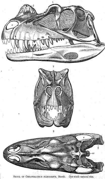 Dibujo del cráneo de Ceratosaurus (publicación original 1884)
