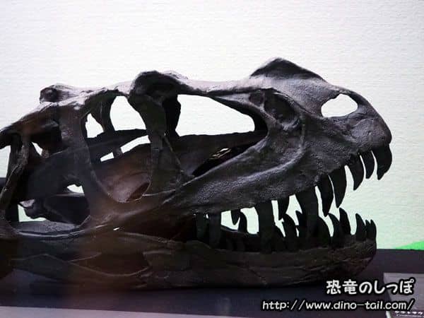 Cráneo fósil de Ceratosaurus