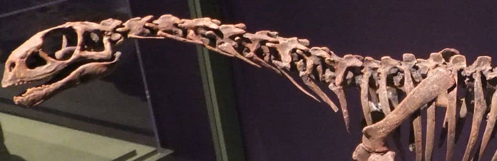 Chilesaurus