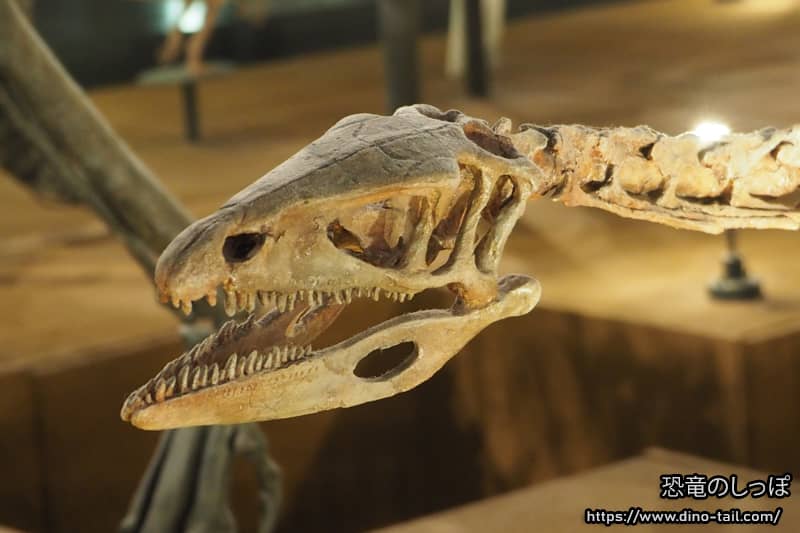 Cráneo de Coelophysis y posición de los ojos