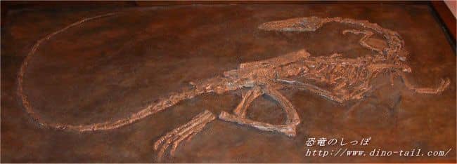 Esqueleto fósil completo de Coelophysis