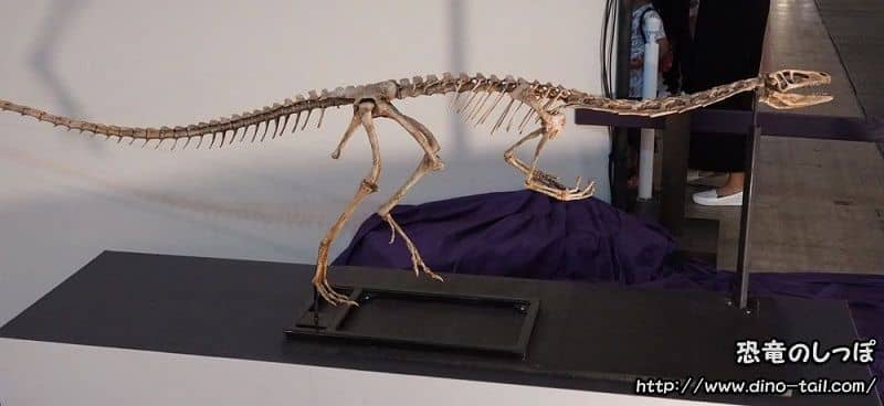 Esqueleto fósil completo de Coelophysis