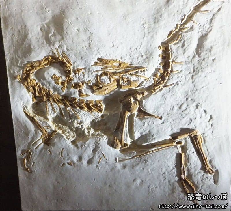 Esqueleto fósil completo de Compsognathus