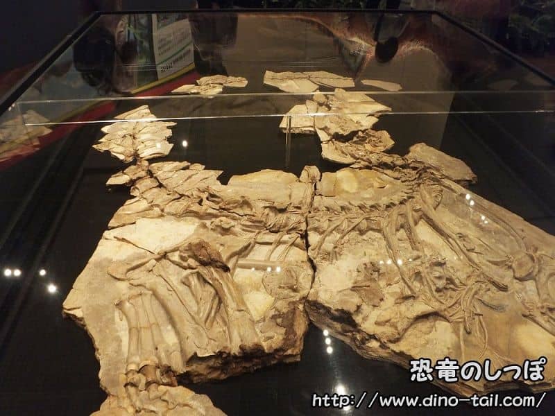 Fósil de Concavenator tal como se encontró