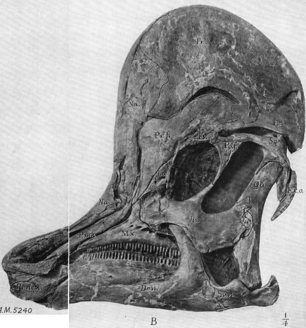 Cráneo fósil de Corythosaurus (Espécimen AMNH 5240)