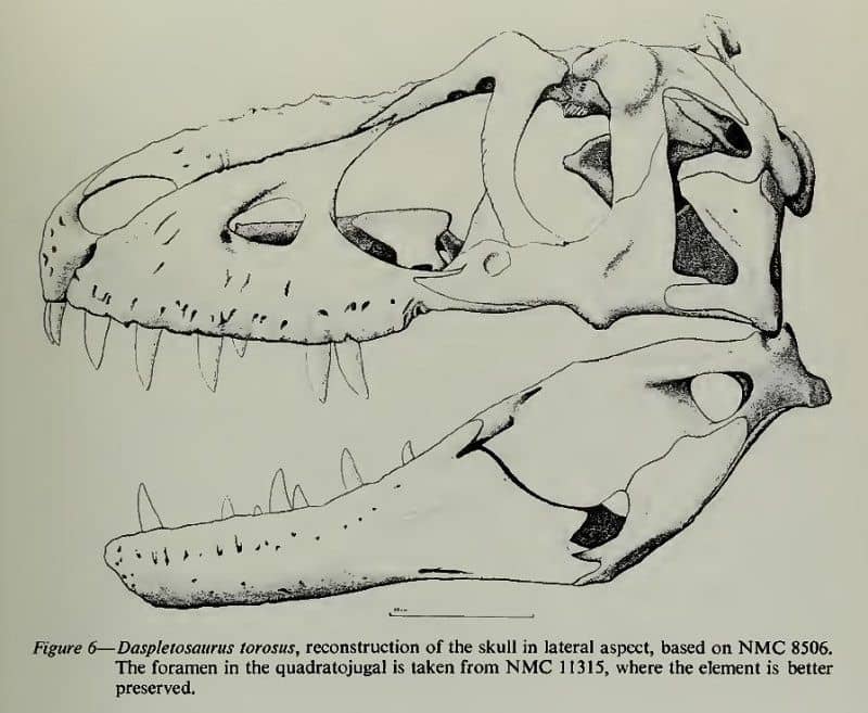 Dibujo del espécimen de cráneo de Daspletosaurus