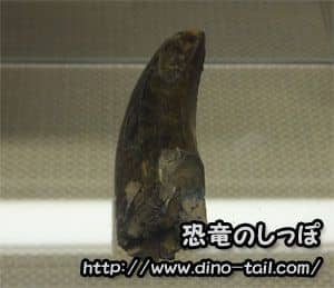 Diente fósil de Daspletosaurus