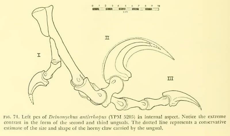 Boceto de la garra de la pata izquierda de Deinonychus (YPM5205)