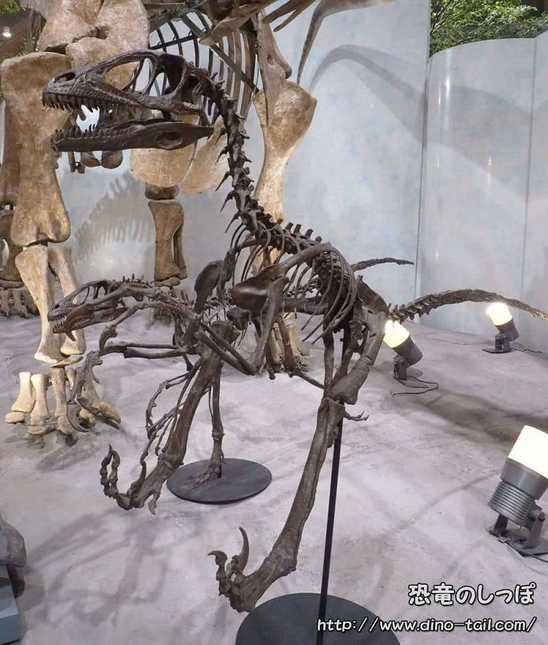 Esqueleto fósil completo de Deinonychus