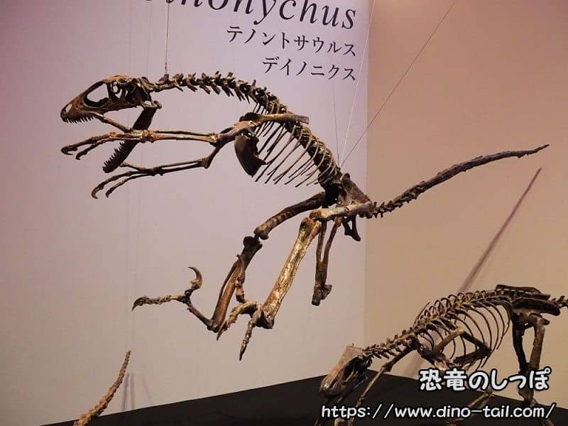 Esqueleto fósil de Deinonychus