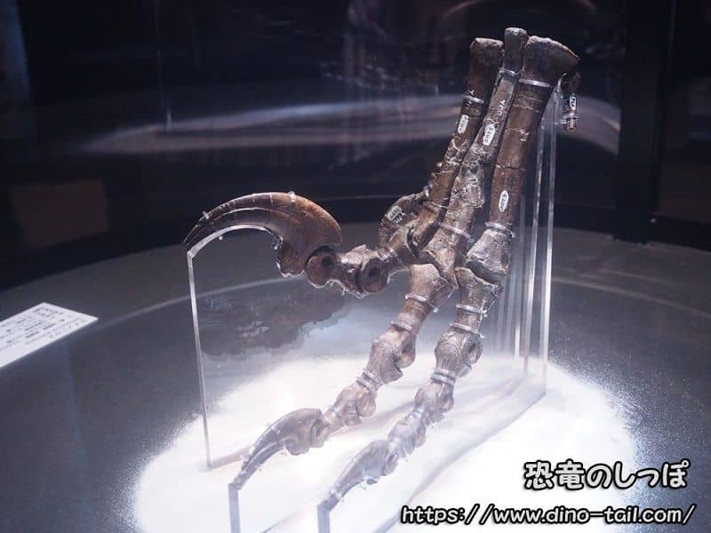 Espécimen holotipo de Deinonychus | Garra de la pata izquierda (fósil real)