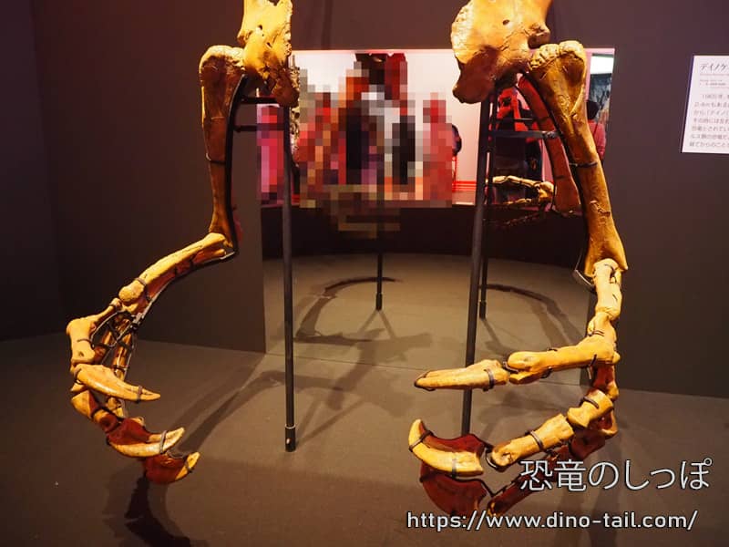 Fósil de los brazos de Deinocheirus