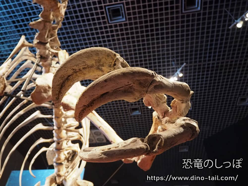 Fósil de la garra de Deinocheirus