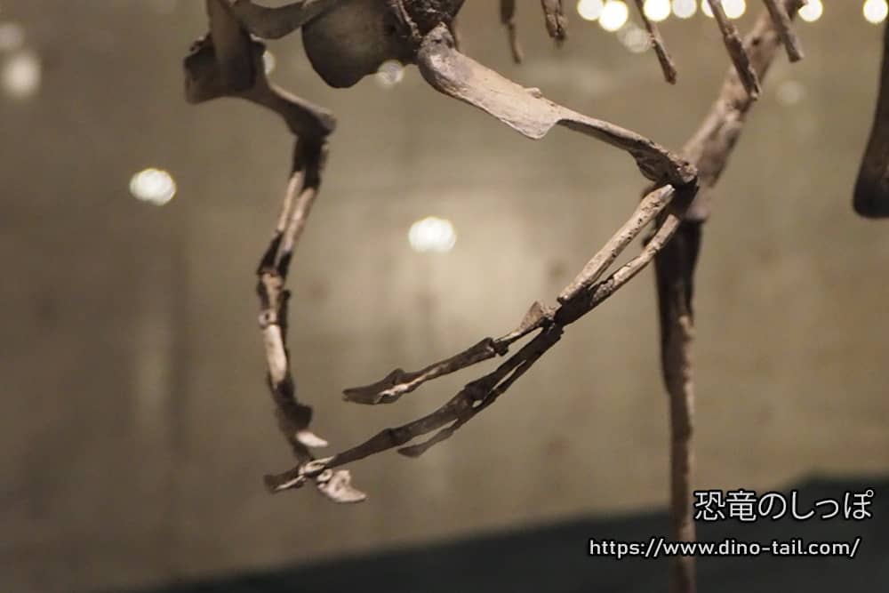 Las largas y fuertes extremidades anteriores de tres dedos de Dilong